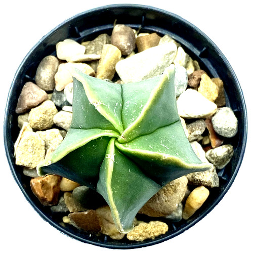 Astrophytum myriostigma var