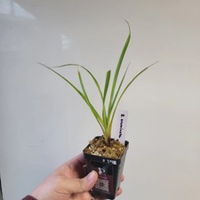 Brocchinia acuminata BCP