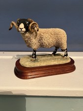 Border Fine Arts Swaledale Ram