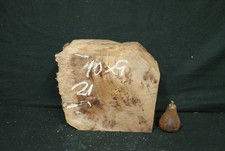 Elm Burr  10 L  x 9 W x 6 D