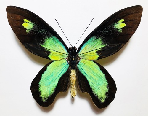 Amazing blueish ornithoptera - blueish,