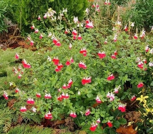 Salvia hot lips - salvia,