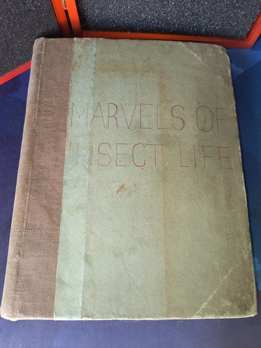 Marvels insect life edward - marvels,