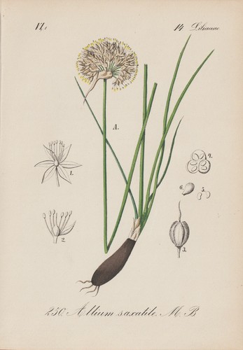 Leek - (allium, saxatile)