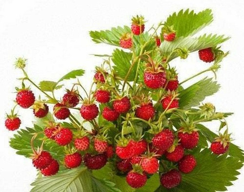 Wild strawberry baron - wild,