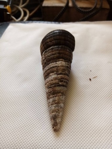 Tower snail shell beautiful - snail, shell,