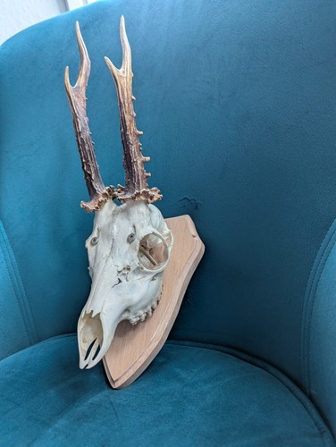 Roe deer skull - deer, with