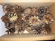 35 Scotts Pine Fir Cones