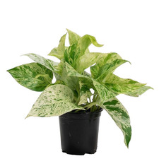 Marble Queen Pothos indoor