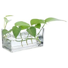 1 Pcs Rectangular Glass Vase