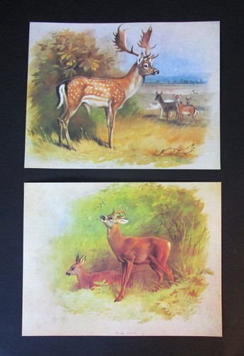 Archibald thorburn two - thorburn,