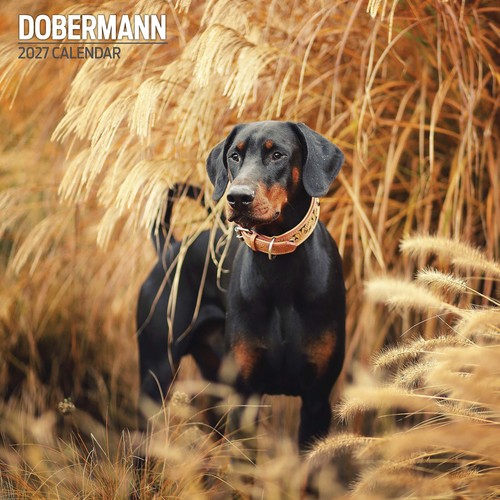 Dobermann 2027 traditional - 2027,