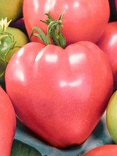 30 x PINK BEEF TOMATO SEEDS