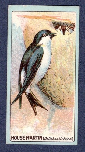 House martin original - martin,