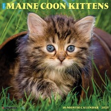 Maine Coon Kittens 2025 Wall