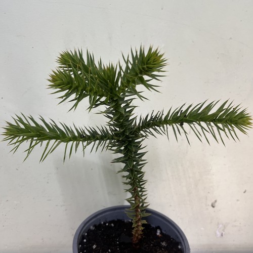Spikey tree sapling - tree,