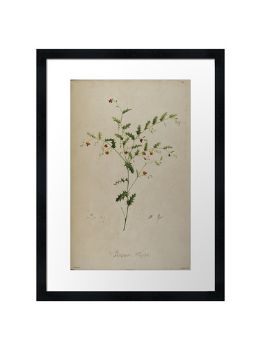 Botanical framed wall art - botanical,