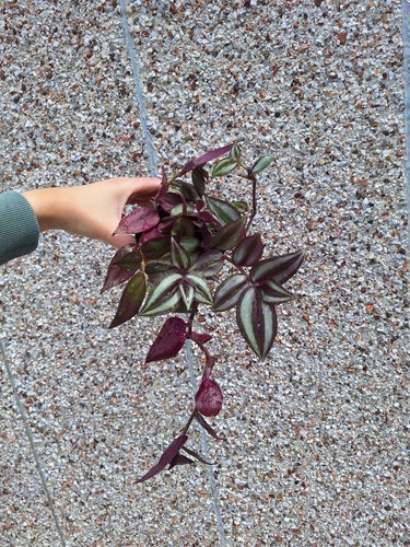 Tradescantia zebrina trailing - tradescantia,