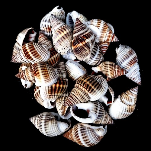 Nassa mud snail dog whelk