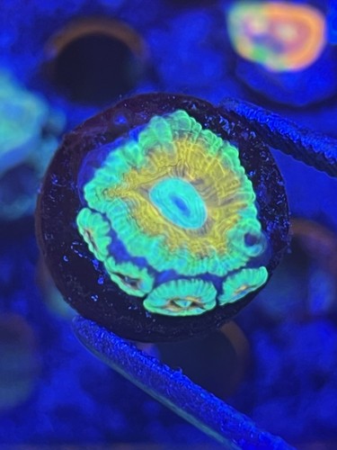 Gold acan coral - , live