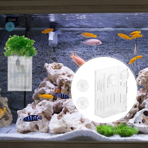 Coral rack clear acrylic - coral,