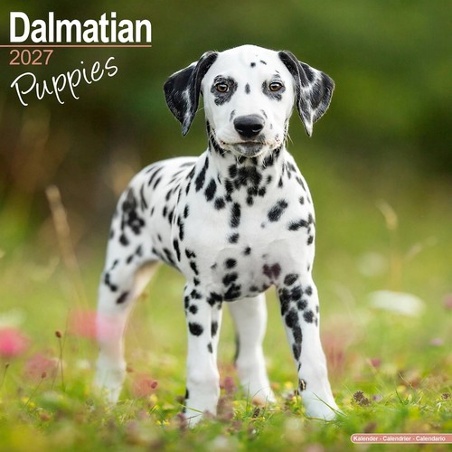 Dalmatian puppies calendar - dalmatian,