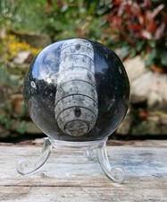 Orthoceras Sphere ~ Ball  52mm
