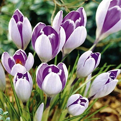 Crocus bulbs vanguard wpc - crocus, 'vanguard'
