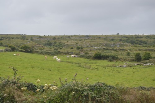Photo 6x4 grazing land - photo,