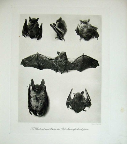 Print 1904 whiskered - print,