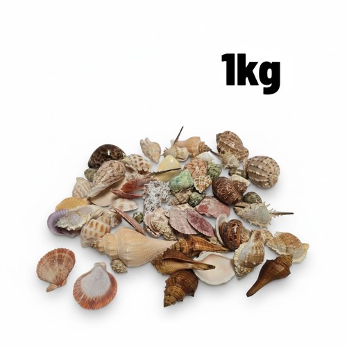 1kg seashells wholesale bulk - wholesale,