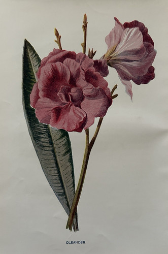 Antique print oleander - oleander, c1910