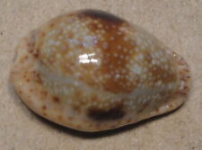 Cypraea Nebrites 21+mm