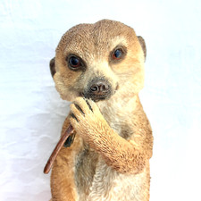 Country Artists Meerkat Baby Sitting Figurine Ornament 15cm height