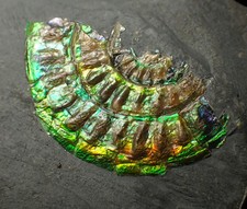 Juvenile iridescent Caloceras