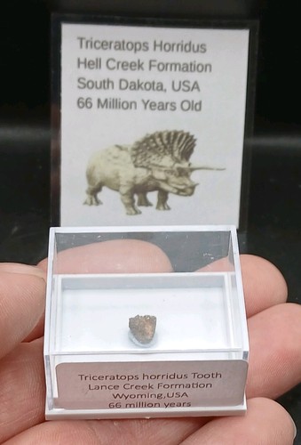 Fossil dinosaur tooth - fossil,