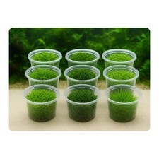 Aquatic Moss: Christmas, Spiky, Java, Riccia, Flame, Taiwan, Barbieri, Pelia etc