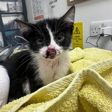 CAN YOU HELP US, TO HELP LITTLE CHARLIE?? RSPCA Rochdale & District