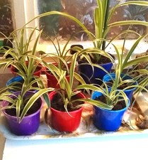 YOUNG SPIDER PLANTS IN BRIGHT