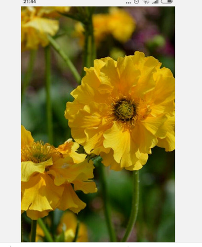 Geum tempo yellow plant - tempo,
