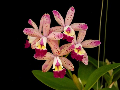 Cattleya tropical - /,