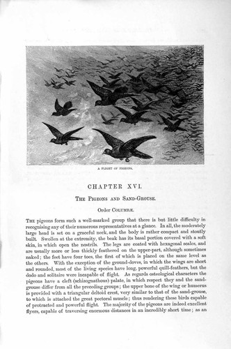 Old antique print - antique,