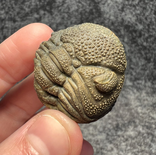 Moroccops trilobite fossil - sp.,