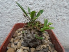 EUPHORBIA X JAPONICA