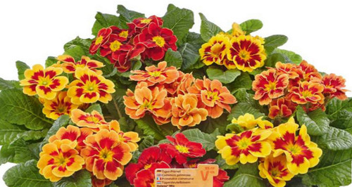 Primrose fire mixed hardy - ,