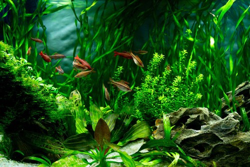 Live aquarium plants 40 - live,