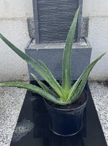 Large aloe vera - , plant