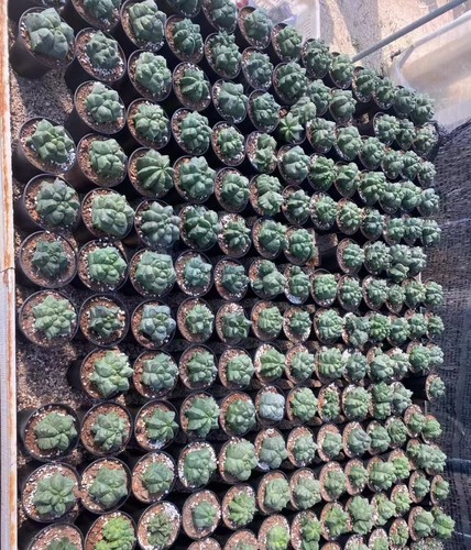 5pcs astrophytum - 1/3/5pcs,