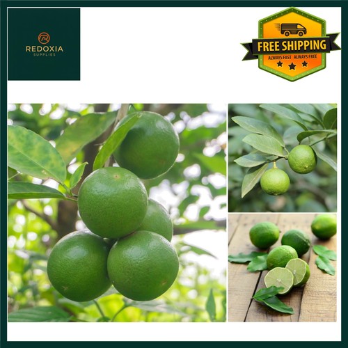 Fresh homegrown mexican lime - homegrown,