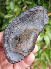 Fossilized Whale Ear Bone
